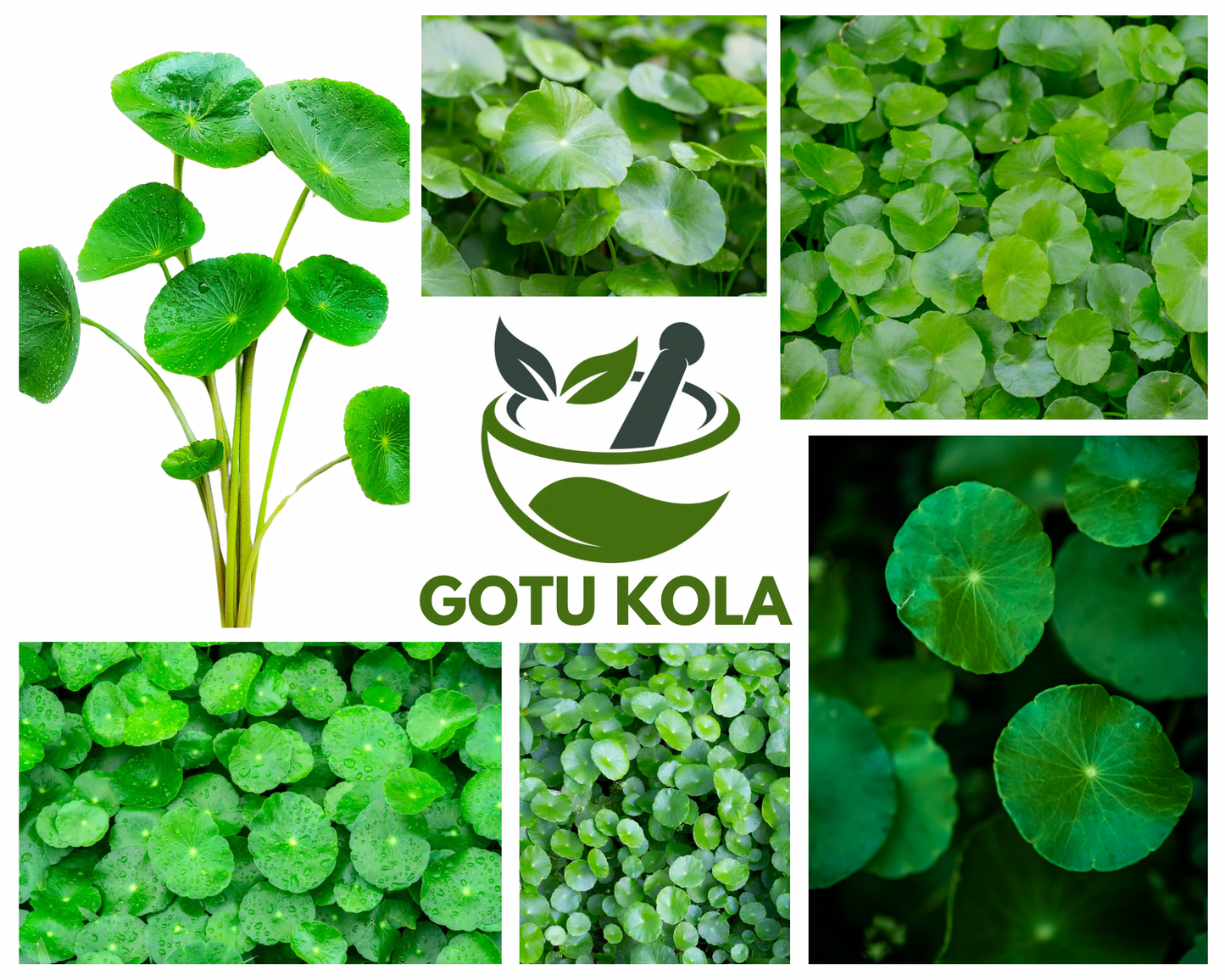 GOTU KOLA